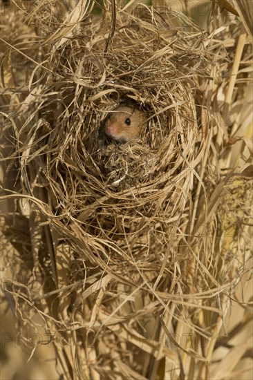 Harvest Mouse