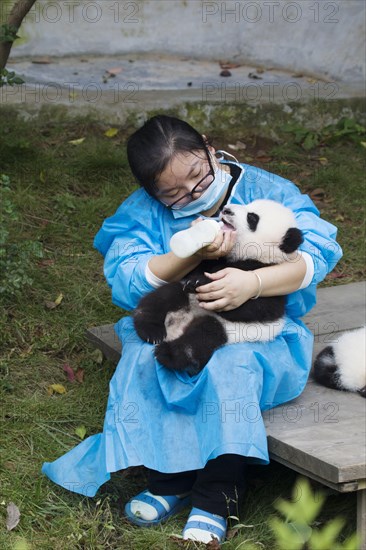 Giant panda