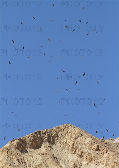 Common buzzard