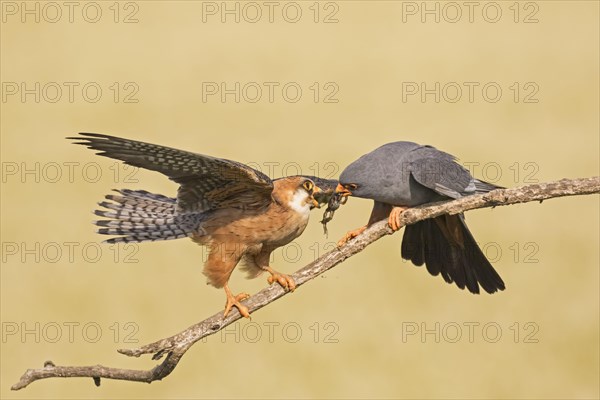 Red-footed falcon