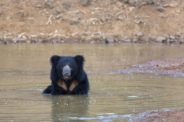 Ursus ursinus