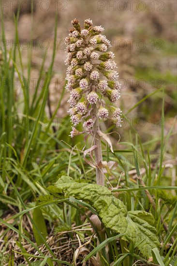 Butterbur