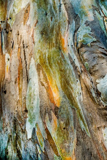 Eucalyptus bark