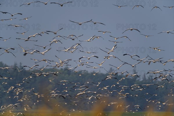 European Crane