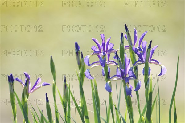 Marsh meadow iris