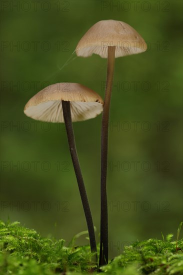 Two long-stalked garlic swallows