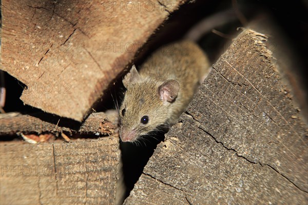 House Mouse