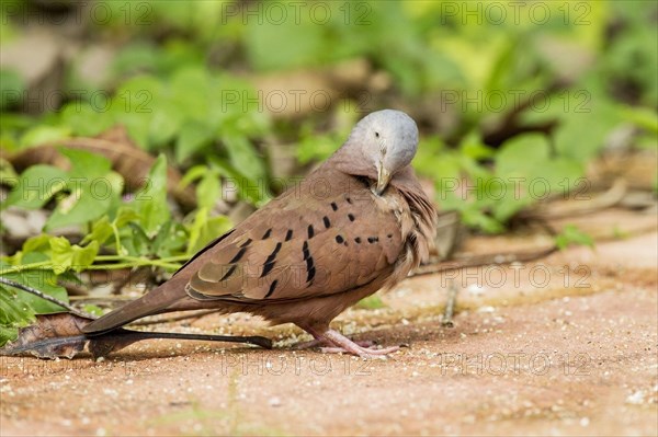 Ruddy Ground-dove