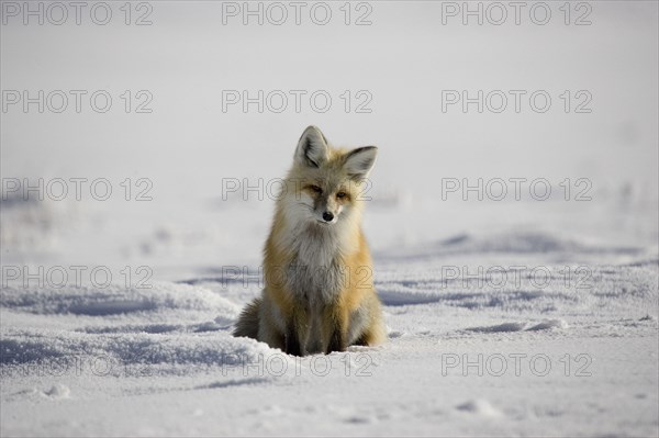 American red fox