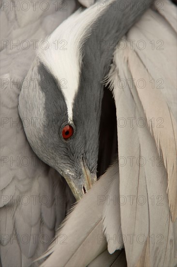 Demoiselle demoiselle crane