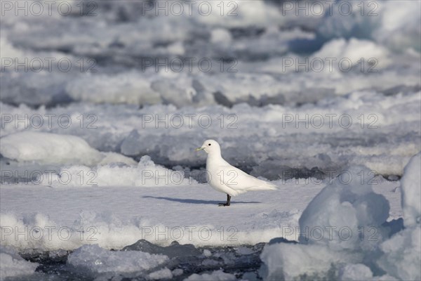 Ivory Gull