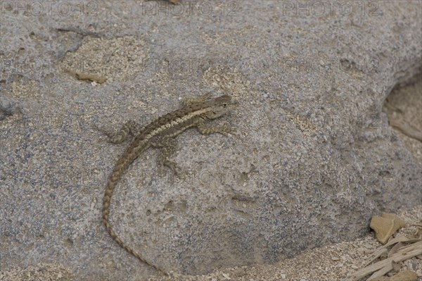 Lava Lizard