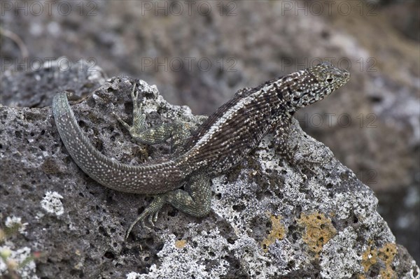 Tropidurus albemarlensis