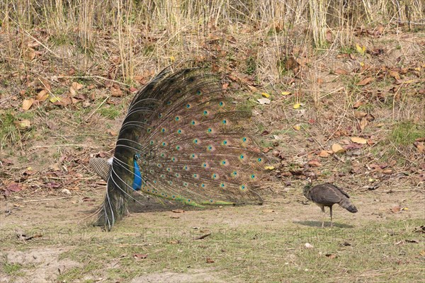 Indian indian peafowl