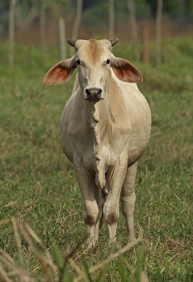 Brahman cattle