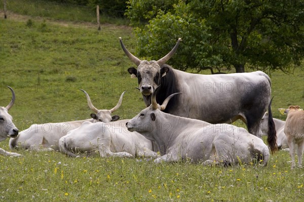 Hungarian grey cattle