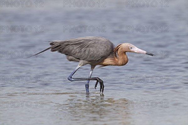 Reddish egret