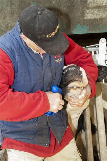 Cattle farming