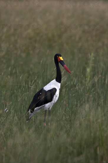 Saddlebilled stork