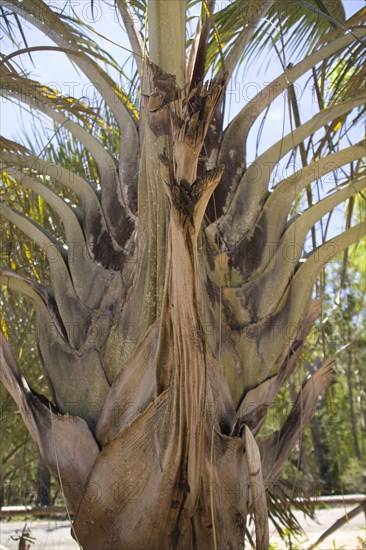 Dypsis decaryi is a palm