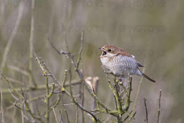 Red-backed Shrike