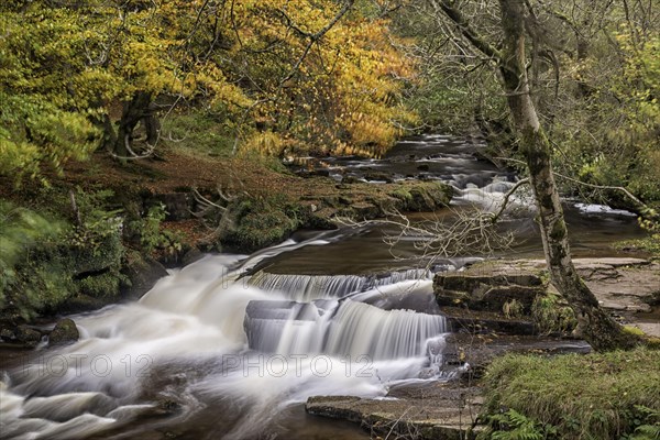 River and Cascades in Woodland