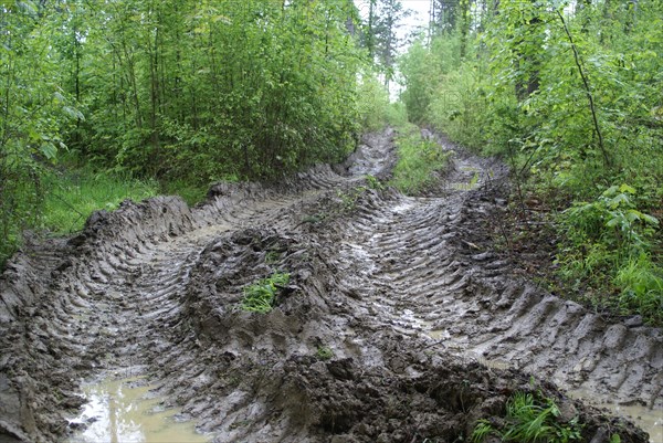 Vehicle tracks in woodland