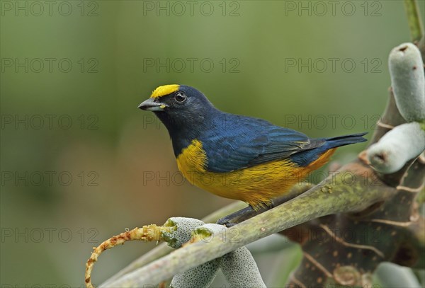 Fulvous-vented Euphonia