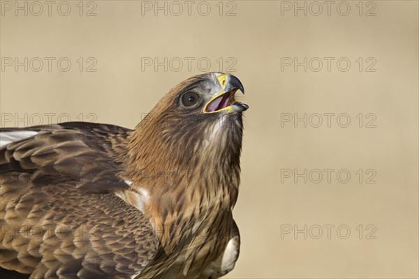 Booted Eagle