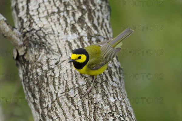 Hooded Warbler