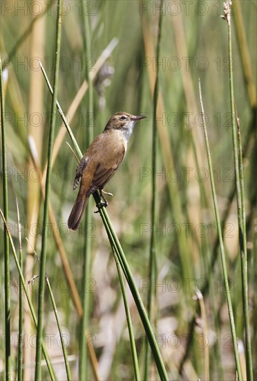 Australian Reed-warbler