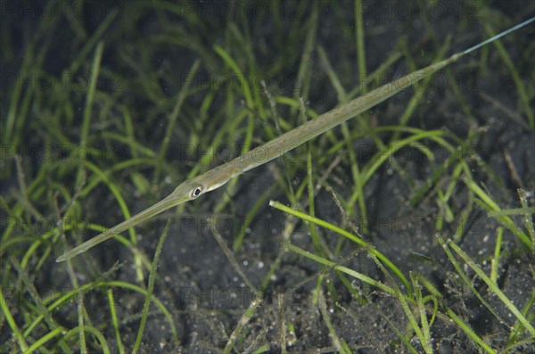 Blue-spotted Cornetfish