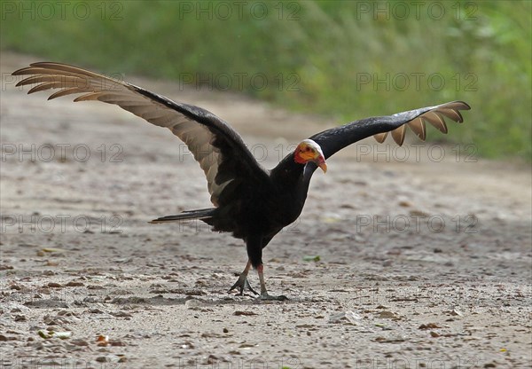 Lesser Yellow-headed Vulture