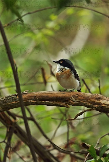 Woodward's Batis