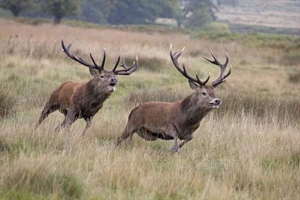 Red deer