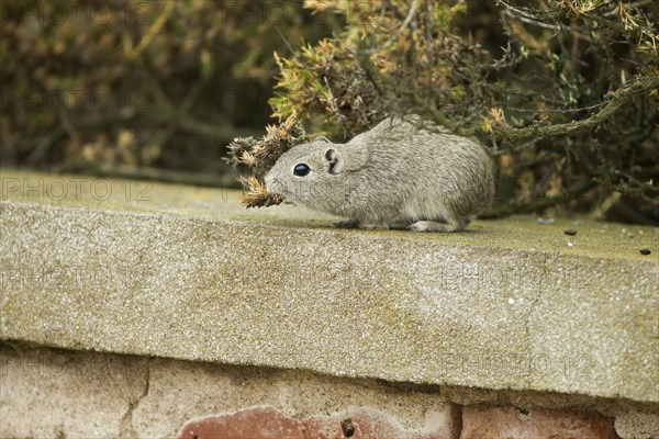 Southern mountain cavy