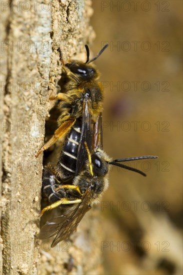 Orange-legged Furrow-bee