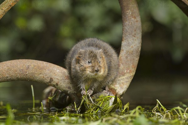 European water vole