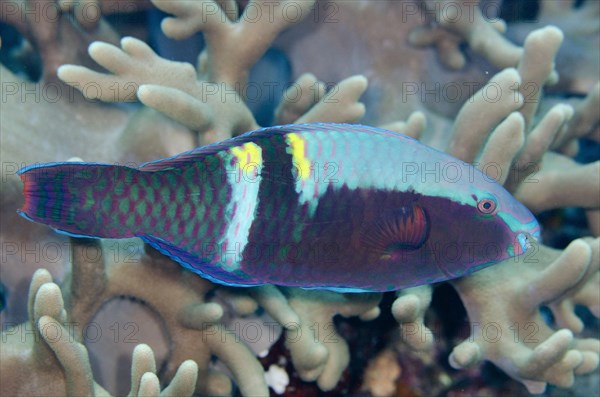 Parrotfish