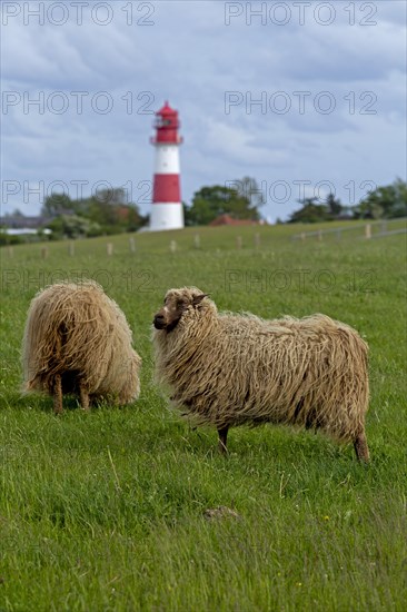 Norwegian sheep on the dike