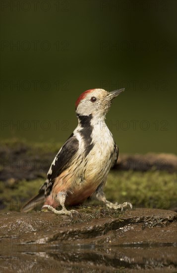 Middle Spotted Woodpecker