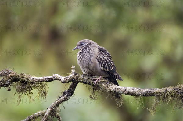 Galapagos dove