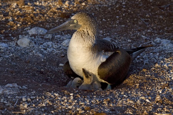 Blue-footed booby