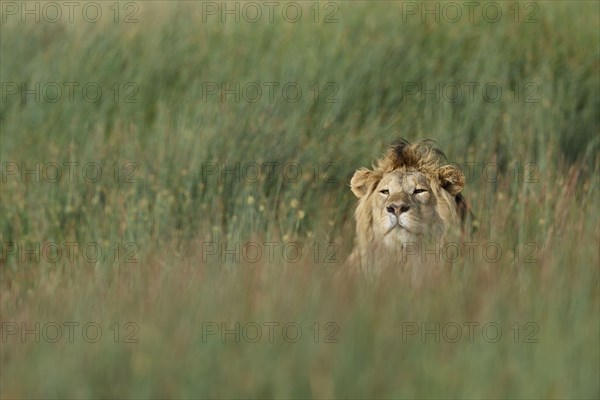 Masai Lion