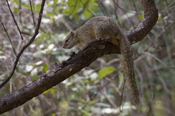 Ochre-footed Bush Squirrel