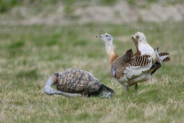 Great bustard