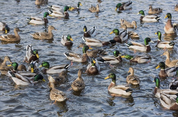 Mallard Duck