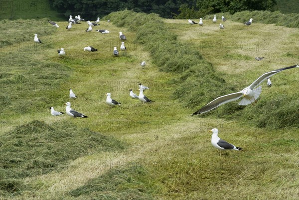 Lesser Black-backed Gull