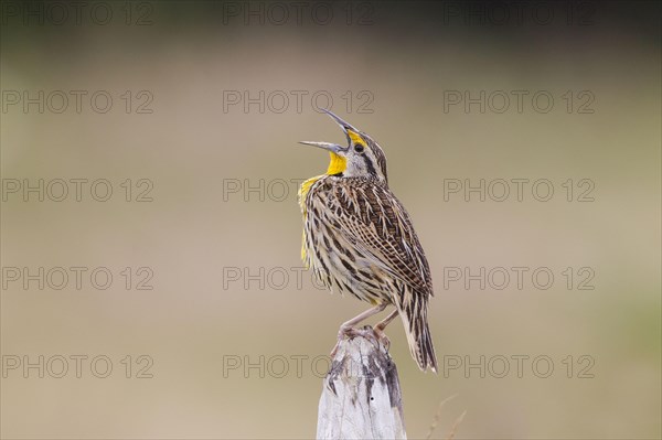 Eastern Meadowlark