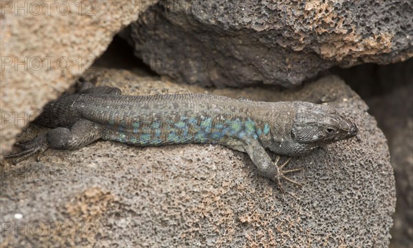 Eastern Canary Lizard